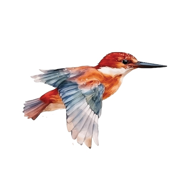 Ruddy Kingfisher watercolor paint