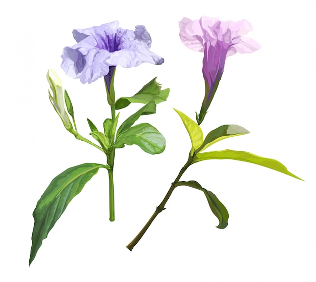 Ruellia tuberosa purple spring flower   illustration