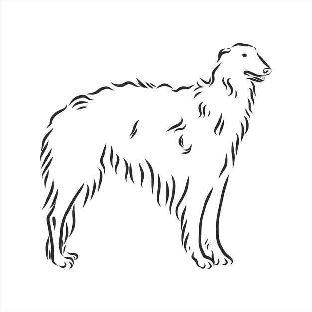 Vector russian borzoi, dog sketch, hunting dog contour vector illustration