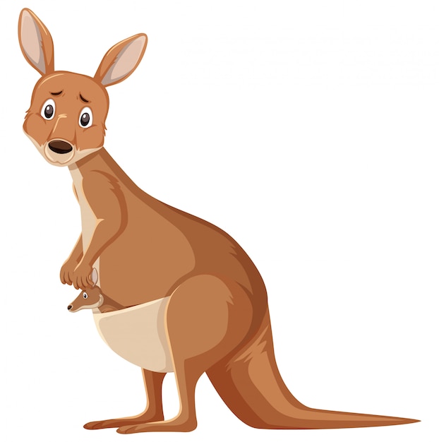 Sad kangaroo standing