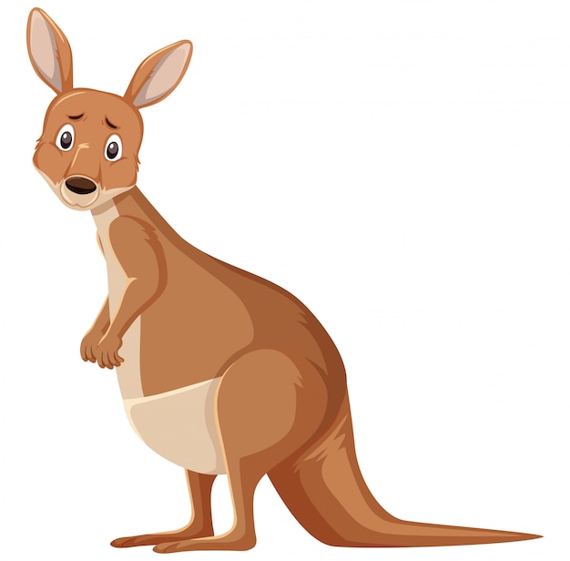 Sad looking kangaroo standing on white