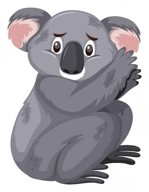 Sad looking koala on white