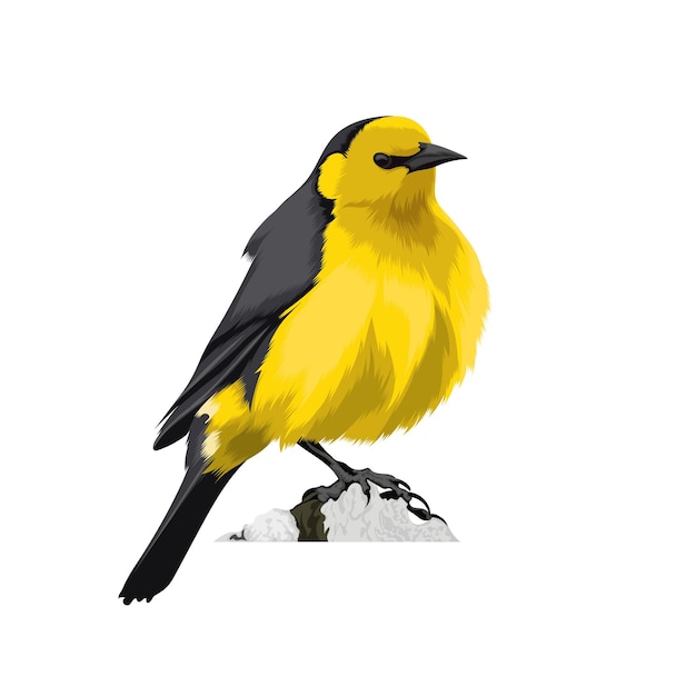 Saffron-cowled Blackbird  vector