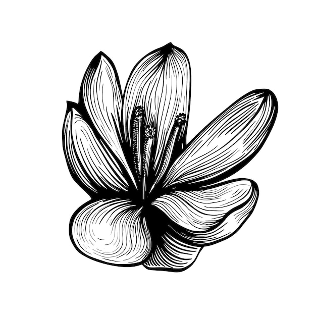 Saffron flower sketch Crocus flower