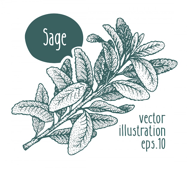 Vector sage branch. vector hand drawn illustration.