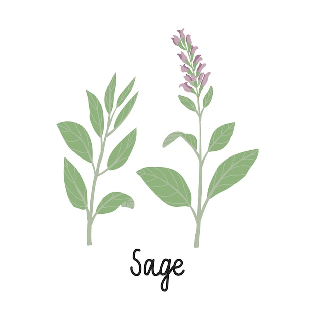 Vector sage branches with flowers and leaves flat illustrations. with the inscription - sage. vector