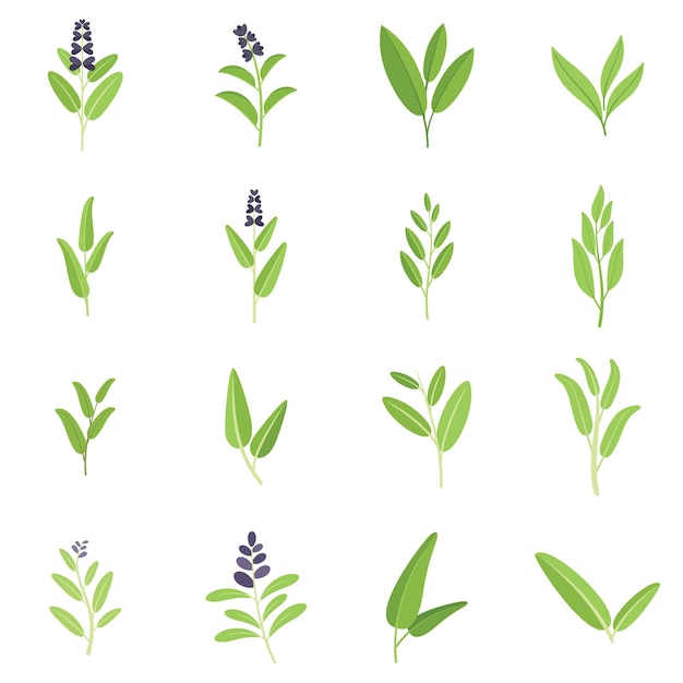 Sage icons set flat vector Flower leaf