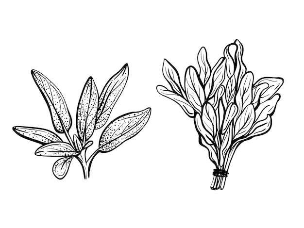 Sage leaves isolated on white. Spicy fragrant spice. hand drawn illustration Sage