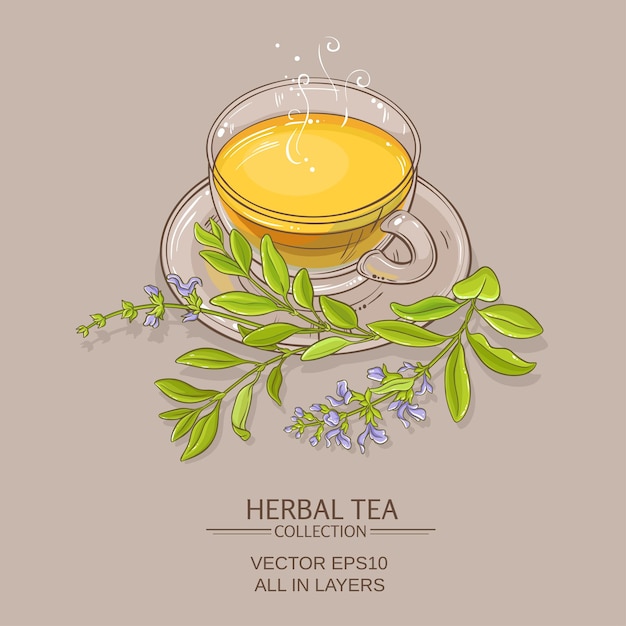 Sage tea illustration