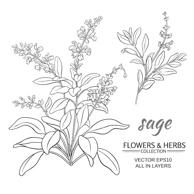 Sage vector illustration