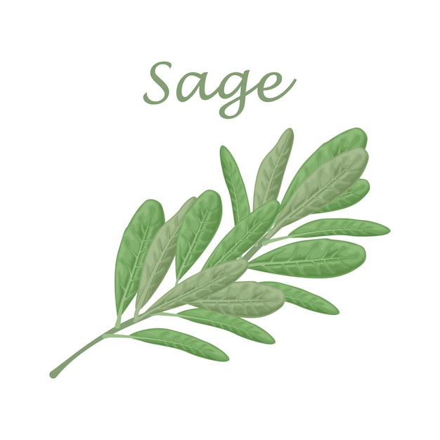 Vector sagegreen sage leaves a spicy medicinal herb for seasoning vector illustration isolated on a white b