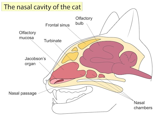 Sagittal section of a cat head anatomy cats for basic medical education also veterinary medicine