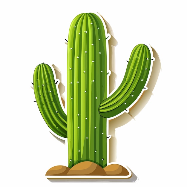 Saguaro cactus plant on a isolated white background 12