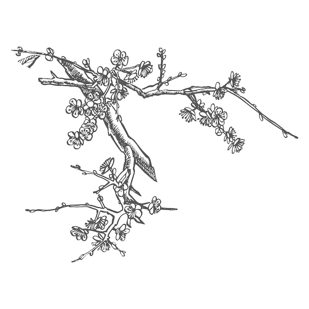 Sakura branch flower graphic vector illustration hand drawn branch of sakura with blooms