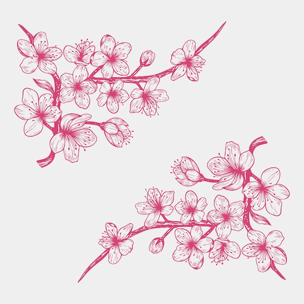 Sakura cherry blossom branch line art flowers and floral elements flower illustration