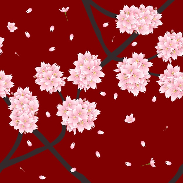 Sakura Cherry Blossom Flower on Red Background