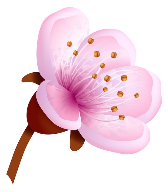 Sakura flower elemnt Japanese realistic pink blossom