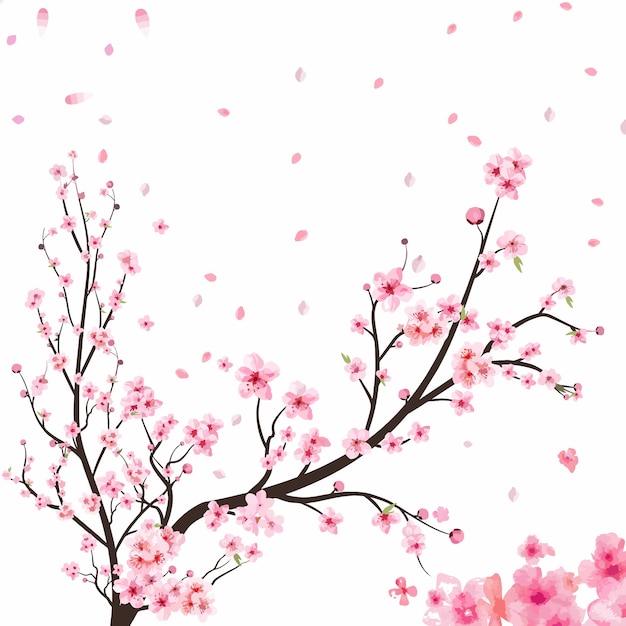 sakura flower illustration