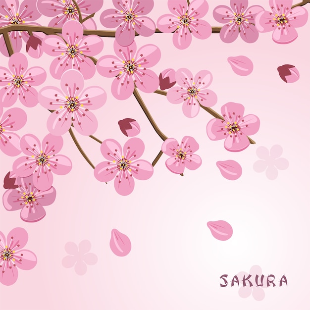 Sakura flowers background Japanese cherry tree