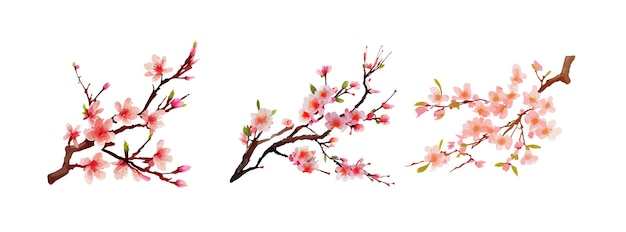 Sakura flowers branch watercolor isolated on white background Cheery blossom flowers spring and autumn flowers vector illustration