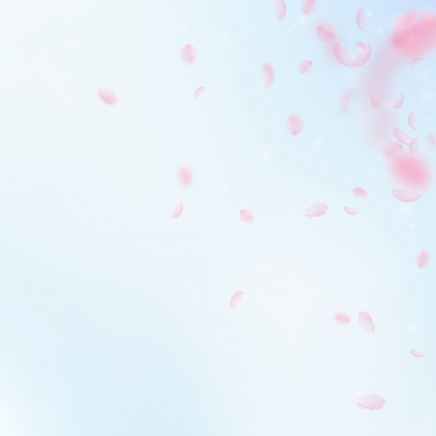 Sakura petals falling down. Romantic pink flowers corner.