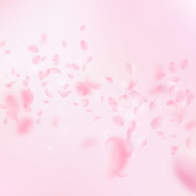 Sakura petals falling down. Romantic pink flowers falling rain. Flying petals on pink square backgro