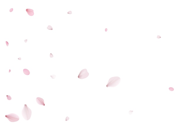 Sakura petals holiday background cherry vector