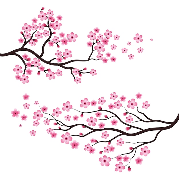 Sakura pink flowers in branch icon illustration design