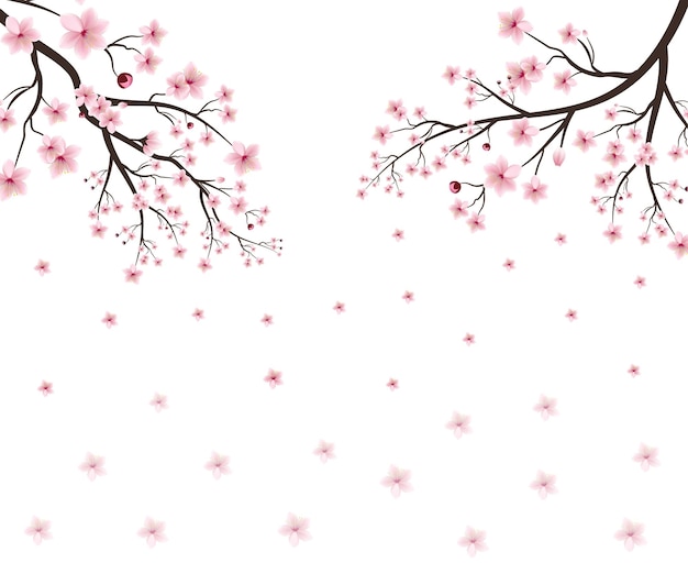 Vector sakura on white background watercolor cherry bud cherry blossom flower blooming vector pink sakur