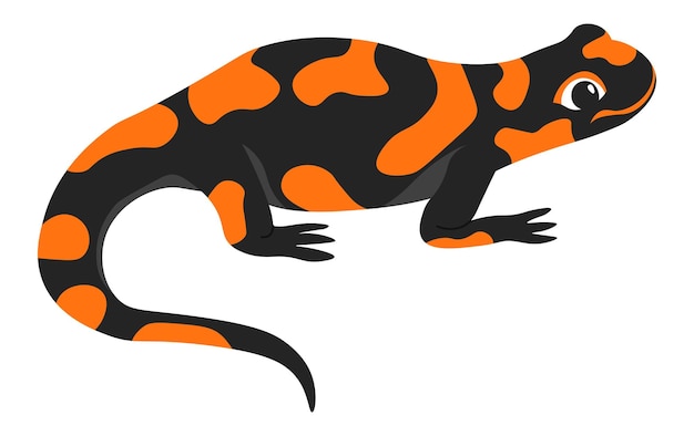 Salamander amphibian animal crawling creature