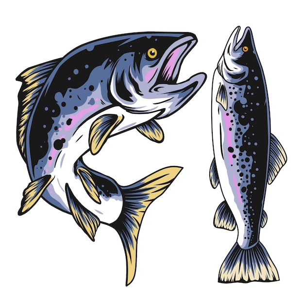 Salmon fish illustration