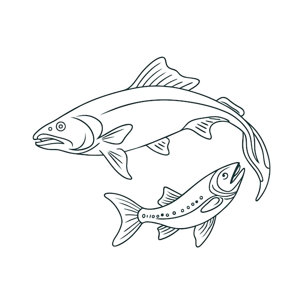 Vector salmon fish in one continuous line drawing wild trout in linear sketch style on white background