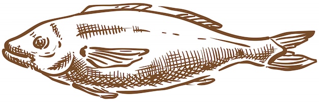 Salmon fish vector sketch hand drawing