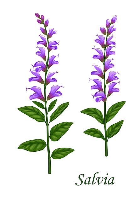 Salvia or sage herb with green leaves and flowers