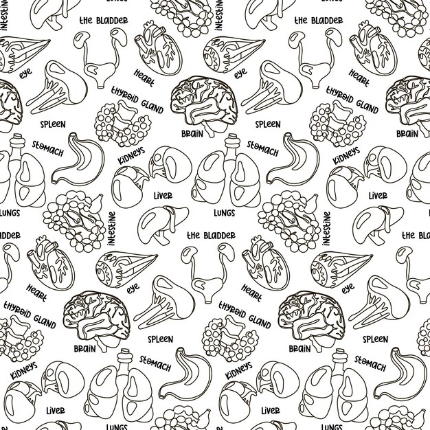 Sample contour of human internal organs surgery and transplantation Including heart liver kidneys