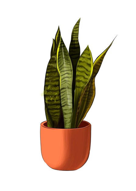 Sansevieria from multicolored paints Splash of watercolor colored drawing realistic