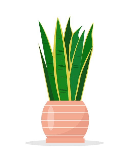 Sansevieria houseplant in ceramic flowerpot Tropical plant for home or office interior