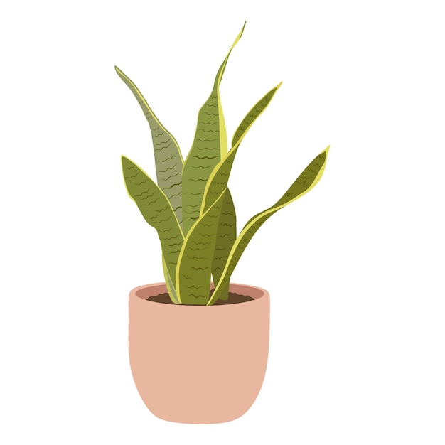 Sansevieria plant in pot on white background cute exotic floliage Hand Drawn doodle style