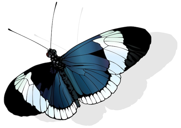 Sapho Longwing Butterfly Heliconius sapho