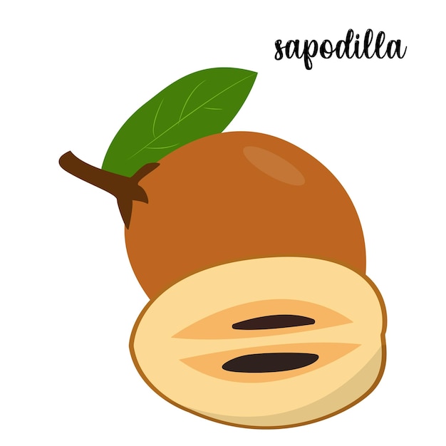 Sapodilla fruit vector illustration