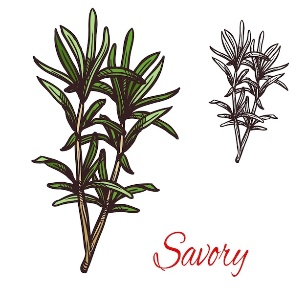 Savory seasoning plant vector sketch plant icon