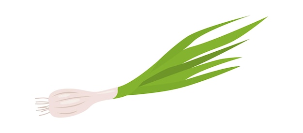 Scallions Herb Spice Vector illustration