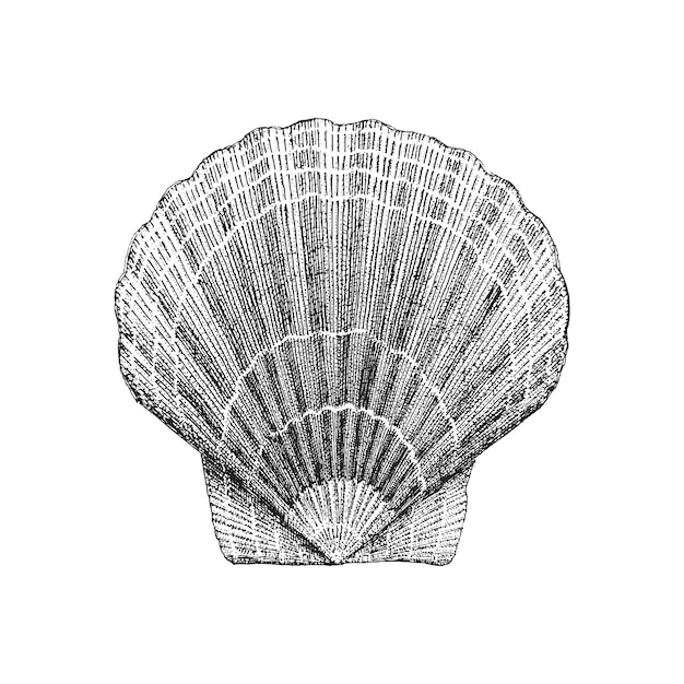 Scallop vector sketch drawn illustration of shell