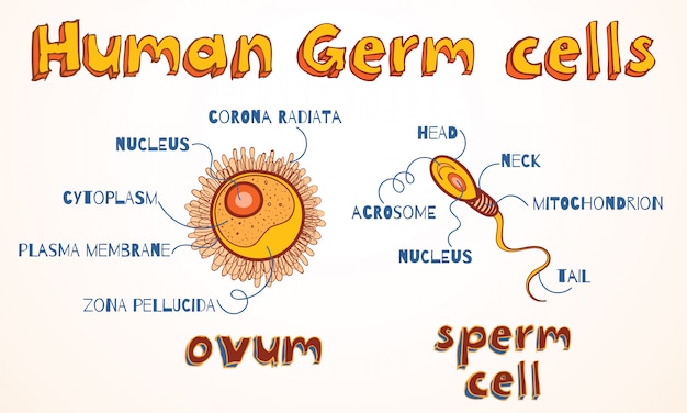 Scheme of human gametes: ovum and sperm cell