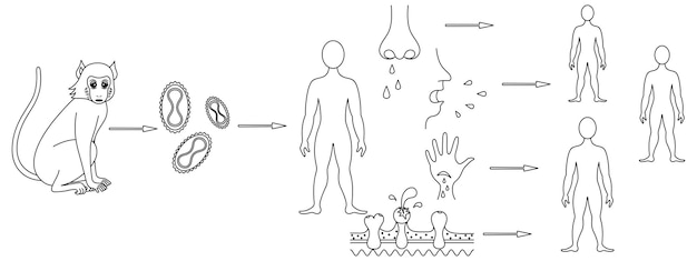 Scheme of infection and methods of transmission to humans of the monkeypox virus in doodle style