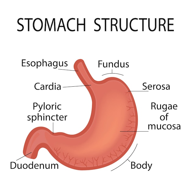 Scheme of medical education in the biology of the stomach