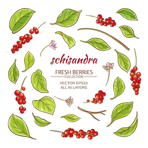 Schisandra elements vector set on white background