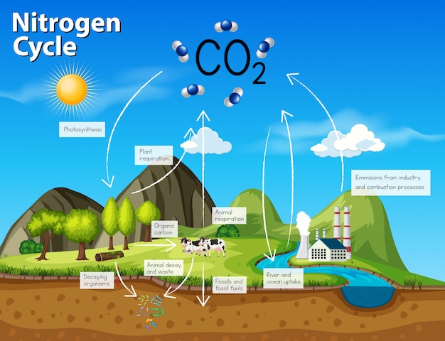 Vector science nitrogen cycle co2