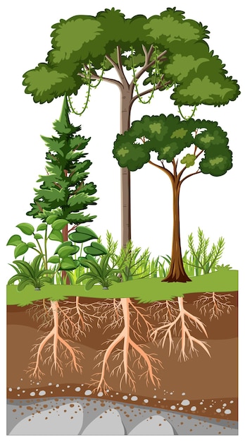 Vector scientific education of plant and its root