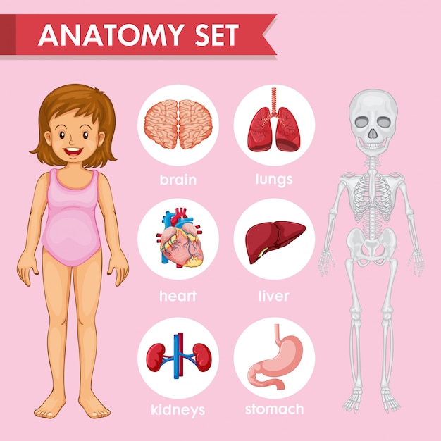 Scientific medical, human anatomy set